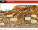 Chap 2: Weathering and Soil