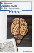 brain