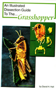 grasshopper