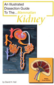 kidney