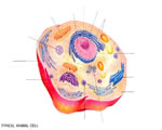 Cell Structure and Function