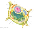 Cell Structure and Function