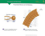 Cell Structure and Function