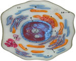 Cell Structure and Function