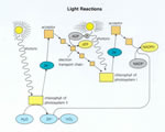 Cell Processes and Energy