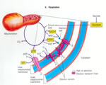 Cell Processes and Energy