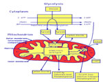 Cell Processes and Energy