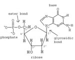 Cell Processes and Energy