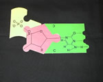 Cell Processes and Energy