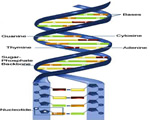 Cell Processes and Energy