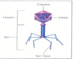 Viruses and Bacteria