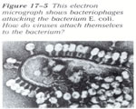 Viruses and Bacteria