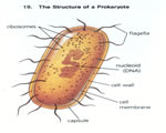 Viruses and Bacteria