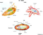 Protists and Fungi