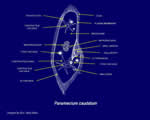 Protists and Fungi