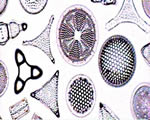 Protists and Fungi