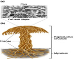 Protists and Fungi