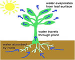 Intro to Plants