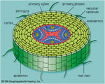 Intro to Plants