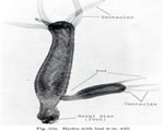 Sponges, Cnidarians and Worms