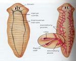 Sponges, Cnidarians and Worms