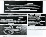 Sponges, Cnidarians and Worms