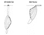 Mollusks, Arthropods and Echinoderms