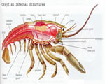 Mollusks, Arthropods and Echinoderms