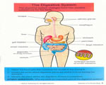 Healthy Body Systems