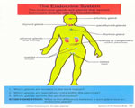 Healthy Body Systems