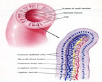 Food and Digestion