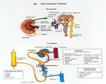 Respiration and Excretion