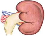 Respiration and Excretion