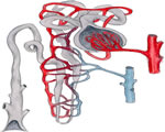 Respiration and Excretion