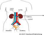 Respiration and Excretion