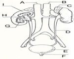 Respiration and Excretion