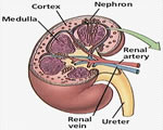 Respiration and Excretion