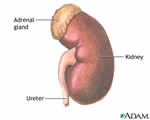 Respiration and Excretion