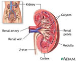 Respiration and Excretion