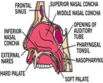 Respiration and Excretion