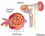 Respiration and Excretion