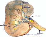 Respiration and Excretion