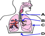 Respiration and Excretion