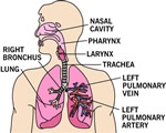 Respiration and Excretion