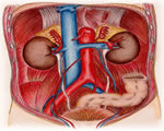 Respiration and Excretion