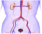 Respiration and Excretion