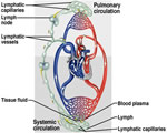 Immune System