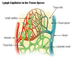 Immune System