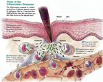 Immune System