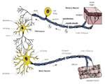 Nervous System